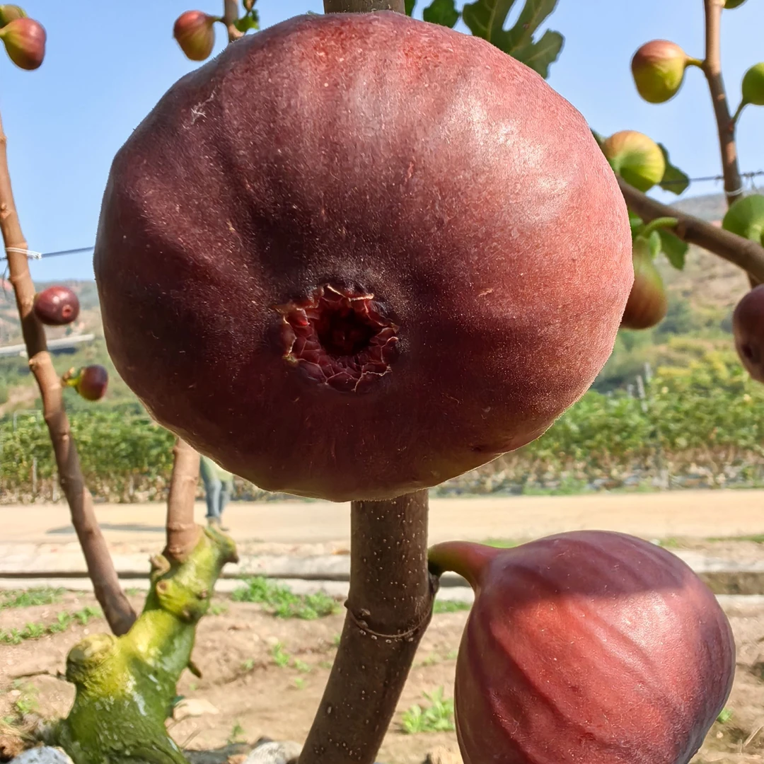 无花果，新鲜无花果【顺丰速运】无花果，现采现发云南，波姬红