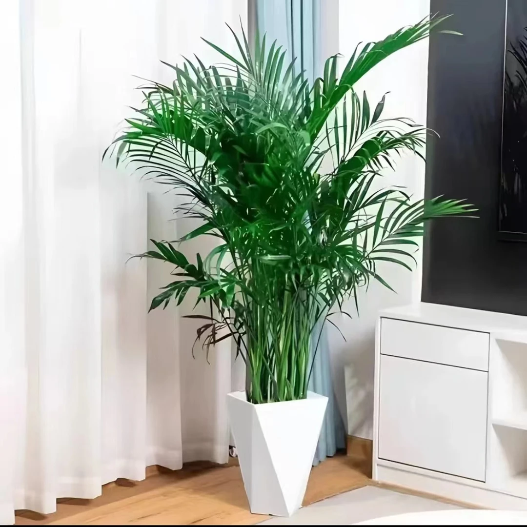 【1米-1.2米】富贵椰子袖珍室内室外客厅大型绿植盆栽落地
