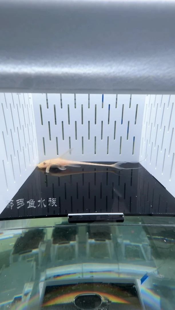 【闪购商品】清道夫热带鱼不分公母7凭开箱视频报损  不包入缸损