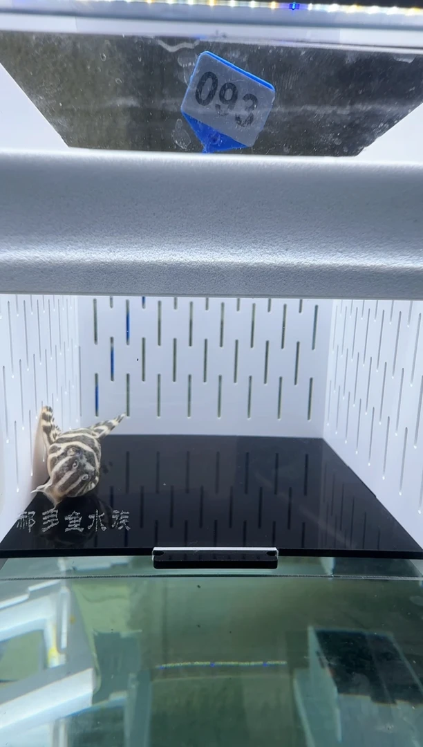 【闪购商品】清道夫热带鱼不分公母7凭开箱视频报损  不包入缸损