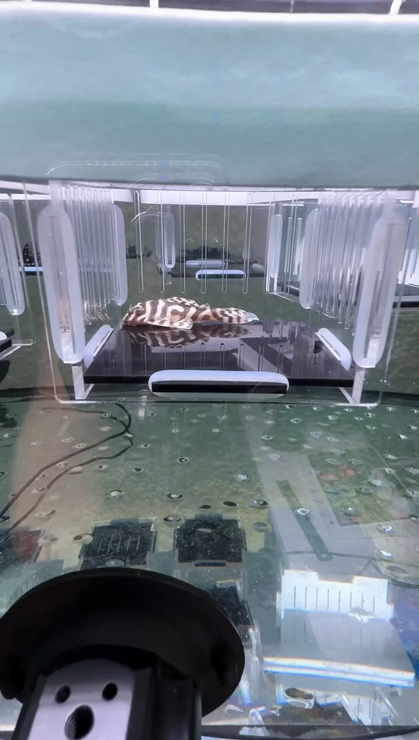 【闪购商品】清道夫热带鱼不分公母5凭开箱视频报损 不包入缸损