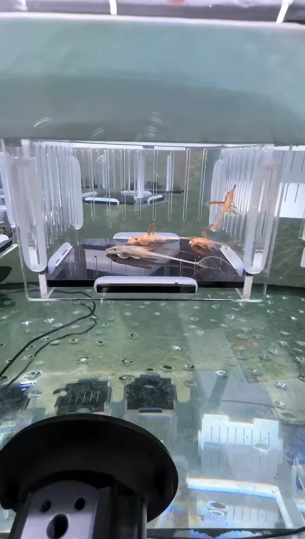 【闪购商品】清道夫热带鱼不分公母4凭开箱视频报损 不包入缸损