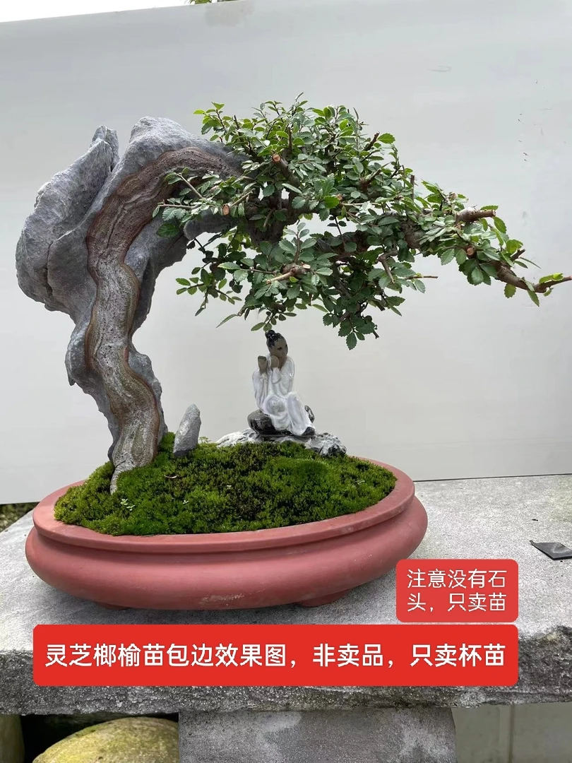 附石专用正宗福建霞浦灵芝榆杯苗，附石用的苗不带石头，高20-30cm