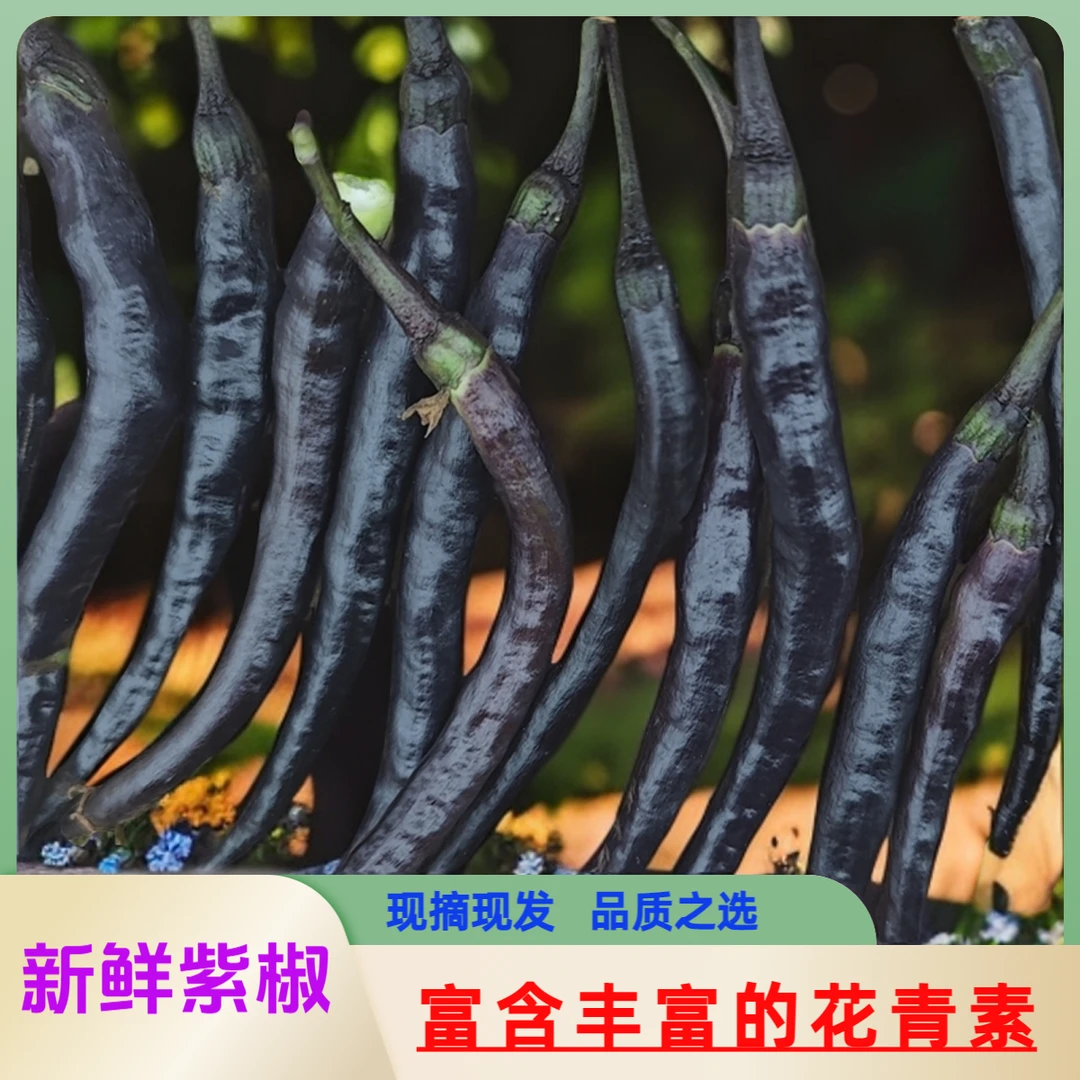 新鲜香辣现摘精品紫辣椒线椒当季新鲜农家自种蔬菜线椒尖椒