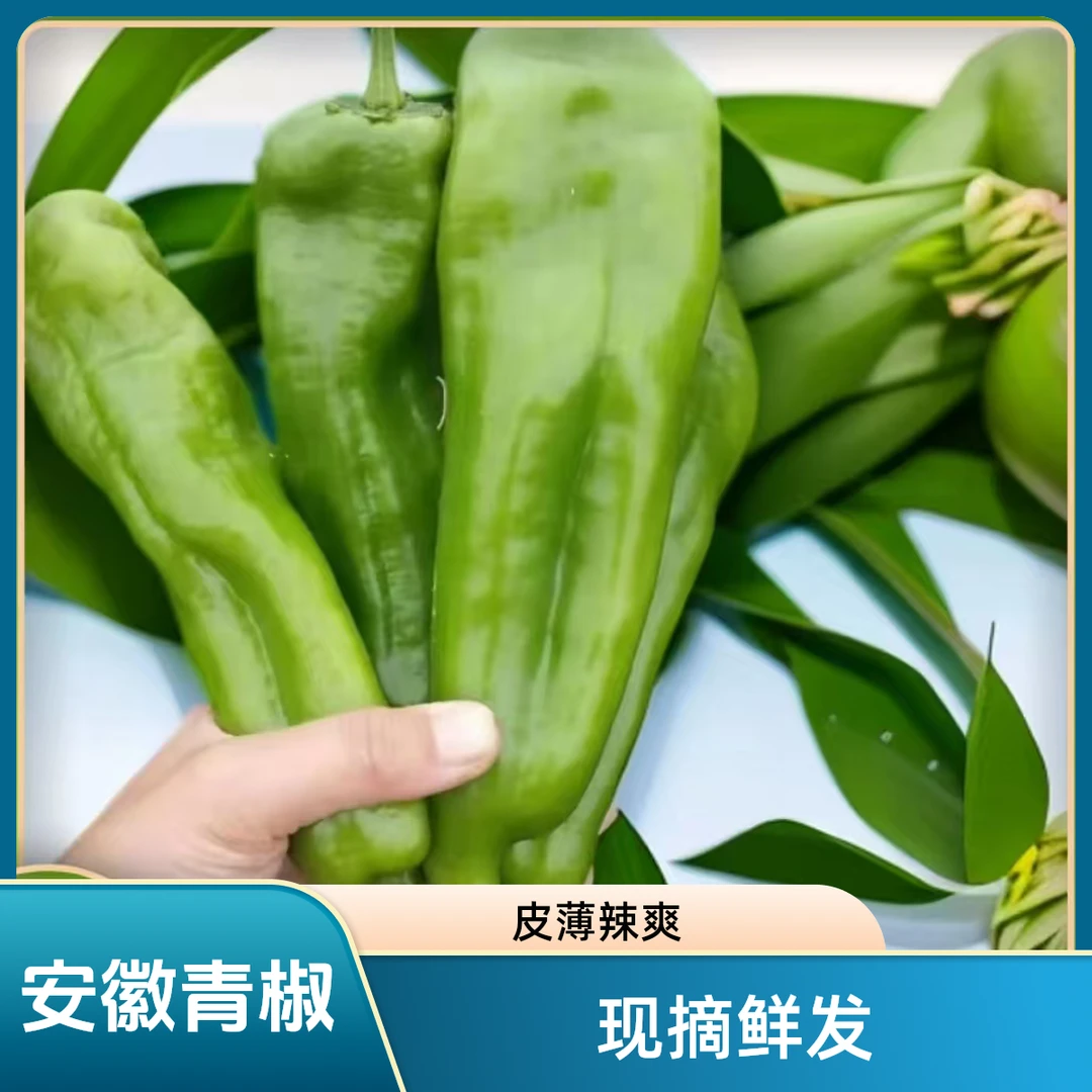 【安徽农家自种青椒】现摘现发薄皮微辣新鲜采摘产地直发辣椒