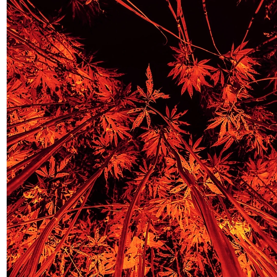 清仓 处理 不退 不换 女士长衫