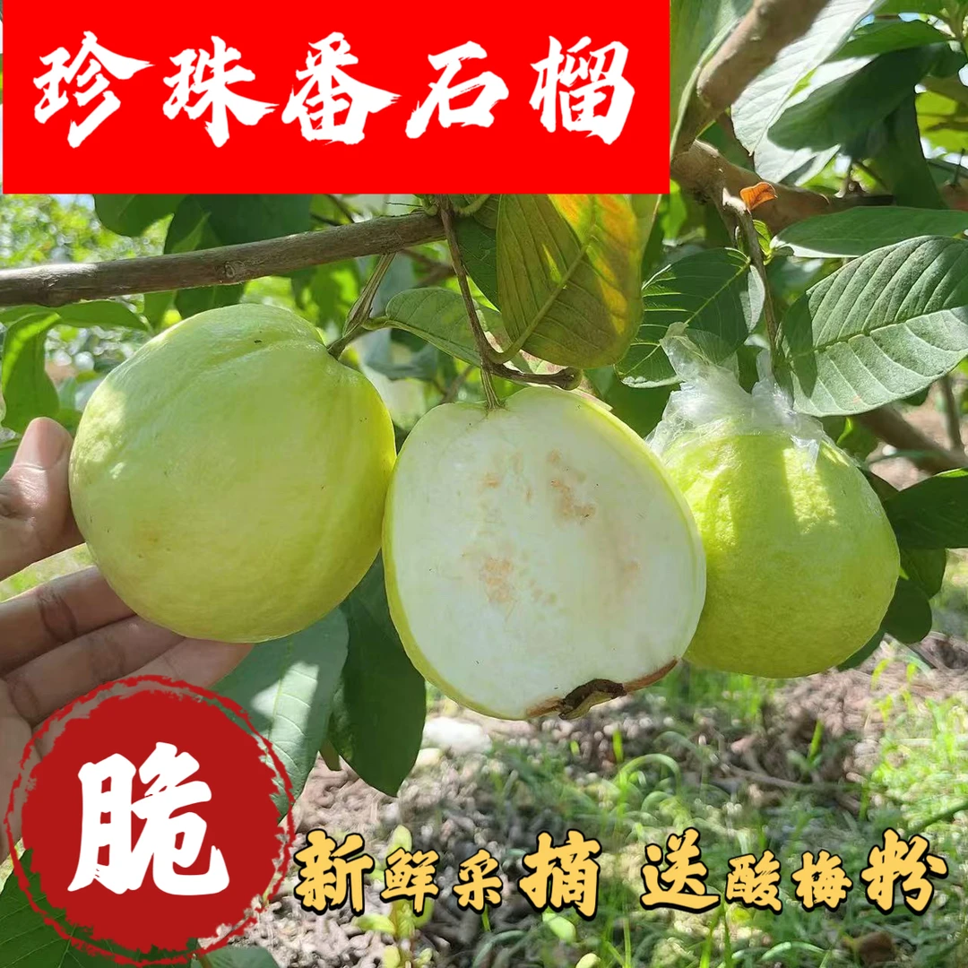 湛江珍珠番石榴白心低糖水果脆果合适孕妇小孩老人食用