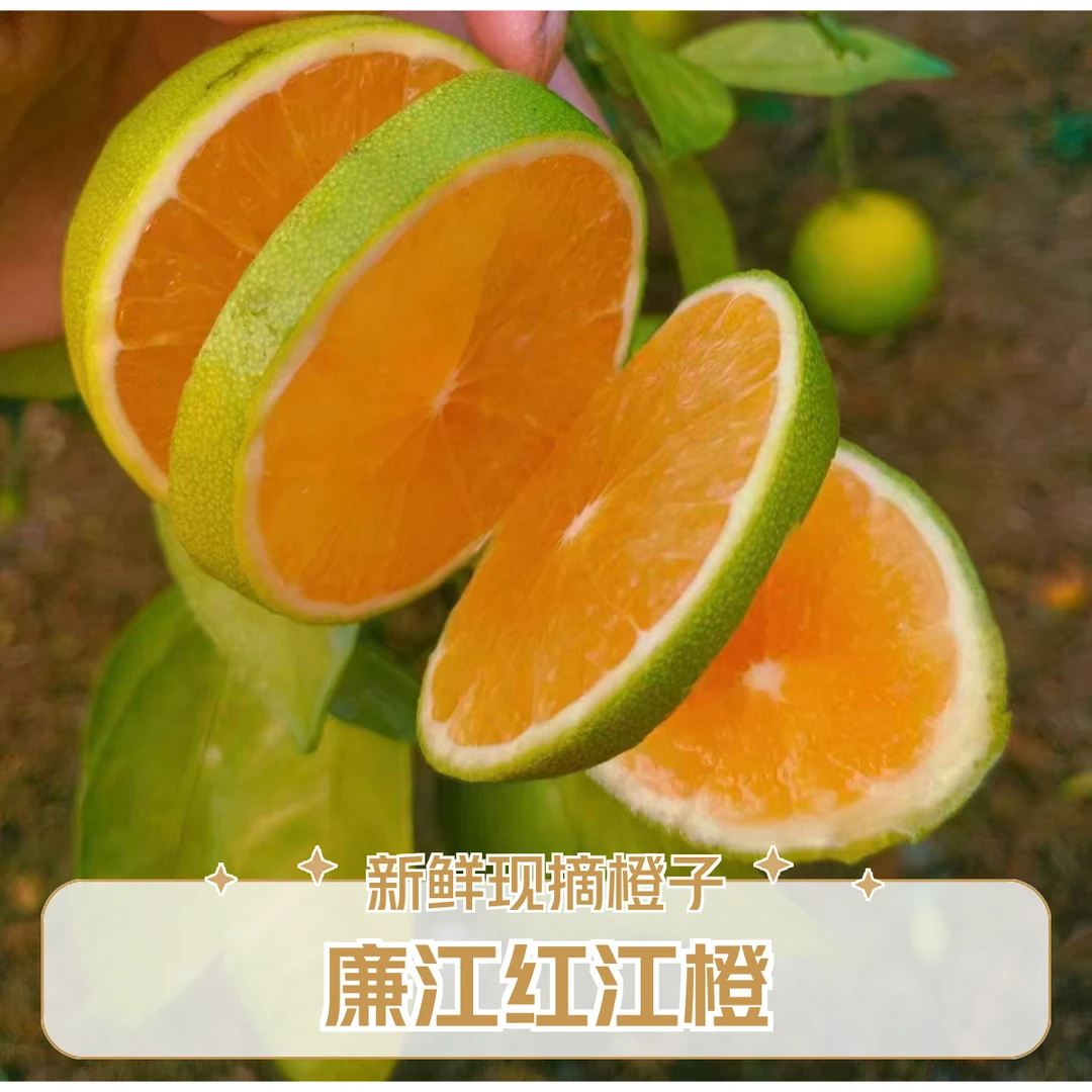 正宗廉江<红江橙>皮薄多汁老树产地直发配辣椒盐