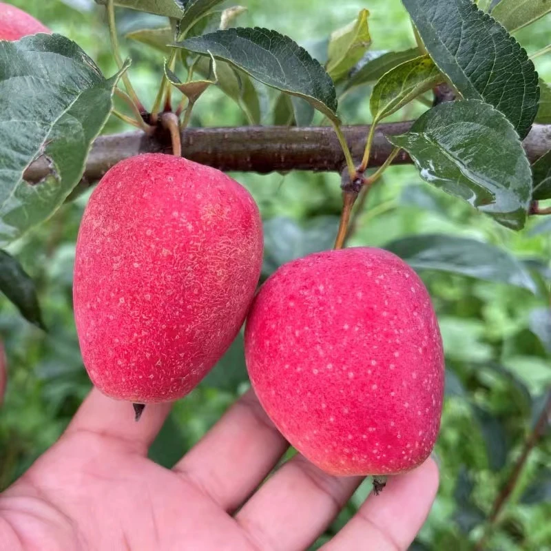 东北特色鸡心果脆甜多汁锦绣海棠小苹果产地优选直发包邮