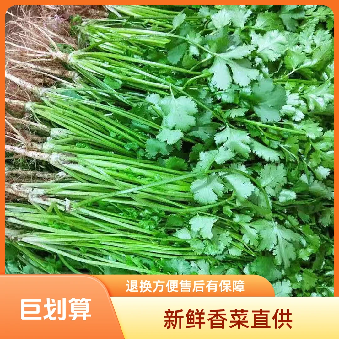 东北黑土地种植秋季香菜新鲜采摘做咸菜煲汤