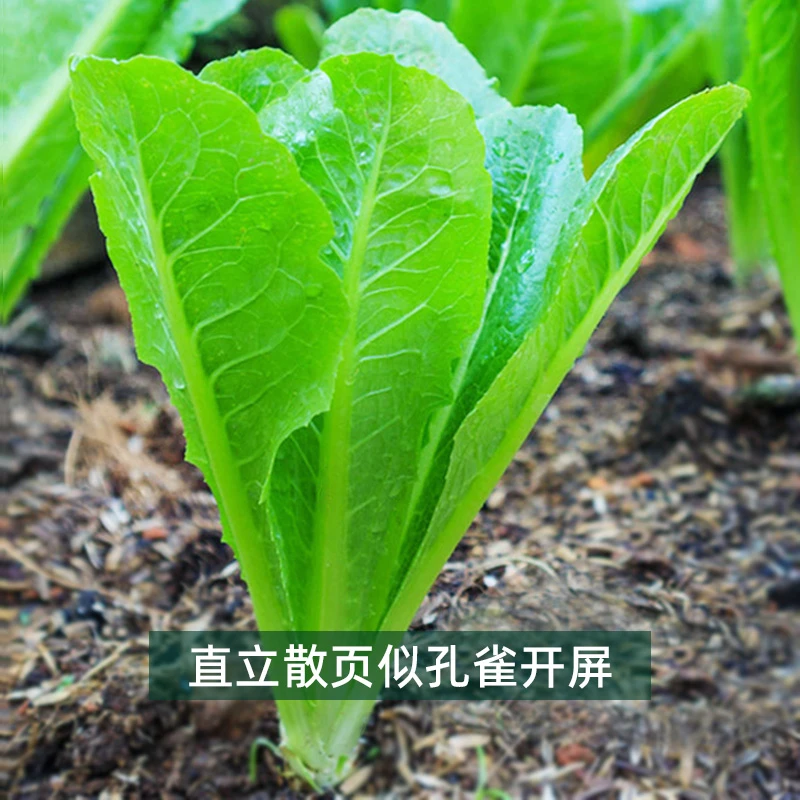 孔雀菜种子1包约8000粒菜园种植生长莴苣生菜油麦菜四季菜籽高产