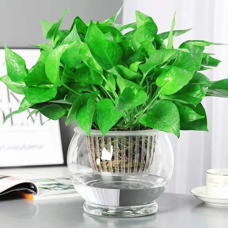 水培植物绿萝盆栽室内花卉好养绿萝办公室绿植小盆栽除甲醛水养
