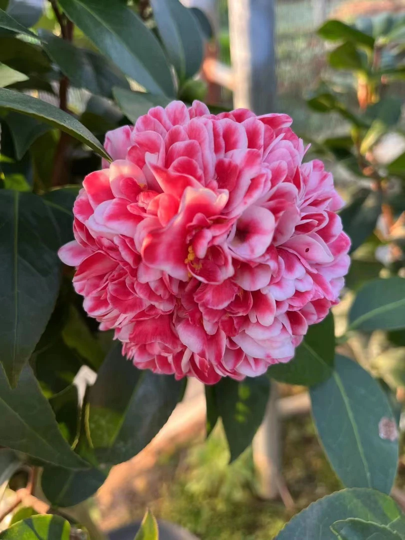 志愿者茶花树苗盆栽名贵托桂型大花红艳渐变色阳天庭院花坛绿植园