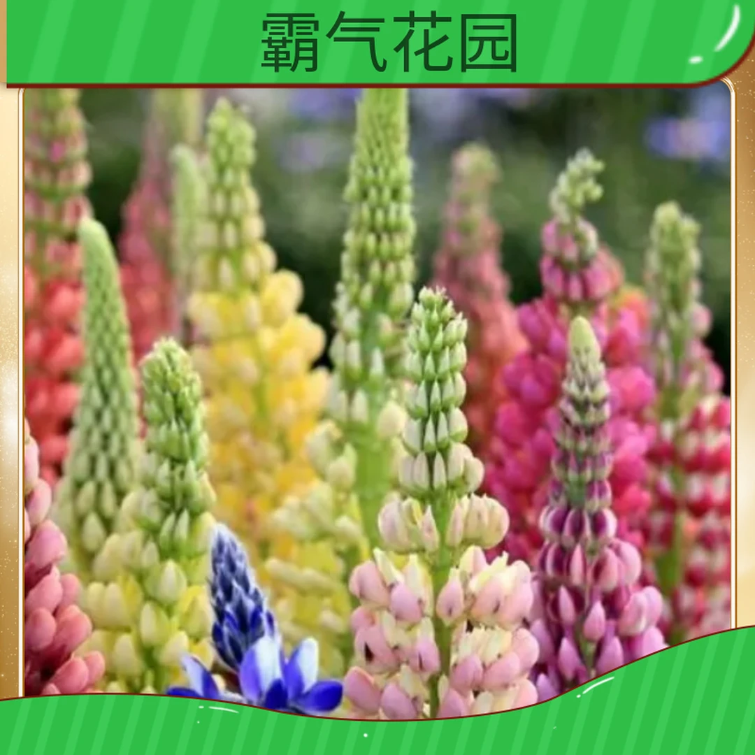 鲁冰花花籽花卉种子种植