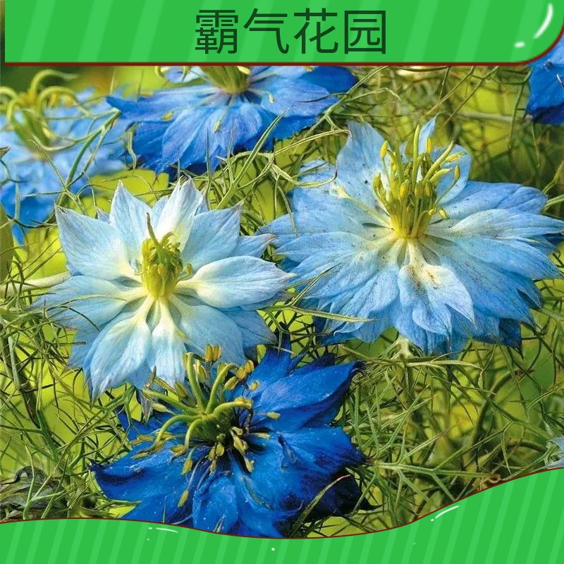 黑种种子混色阳台盆栽