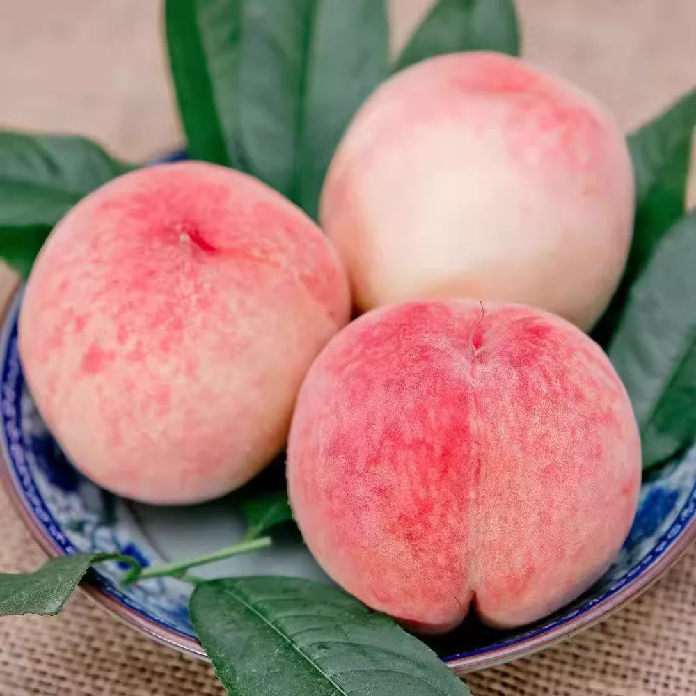 桃子新鲜水果水蜜桃五月红桃脆甜香甜爆汁皮薄山东正宗樱桃黄蜜