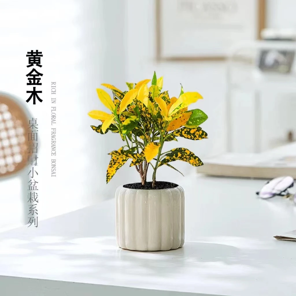 黄金木洒金榕盆栽黄金万两室内阳台绿植花卉办公桌面好养观叶植物