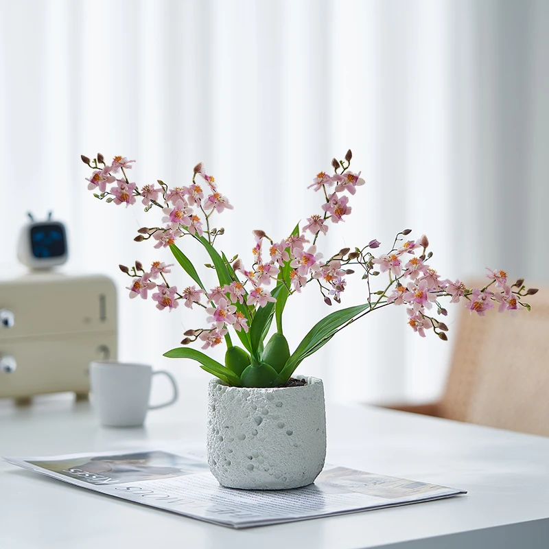 带花苞梦香兰盆栽文心兰花室内开花香味绿植办公桌面好养花卉植物