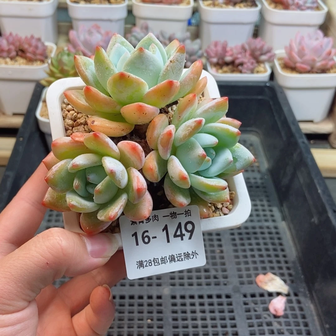 冷香群 一物一拍