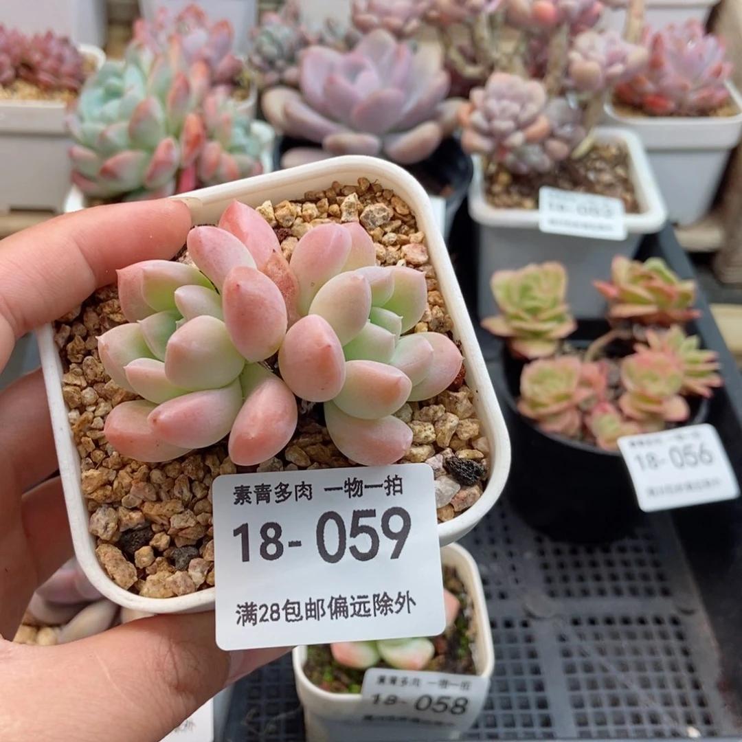 奶糖 一物一拍..