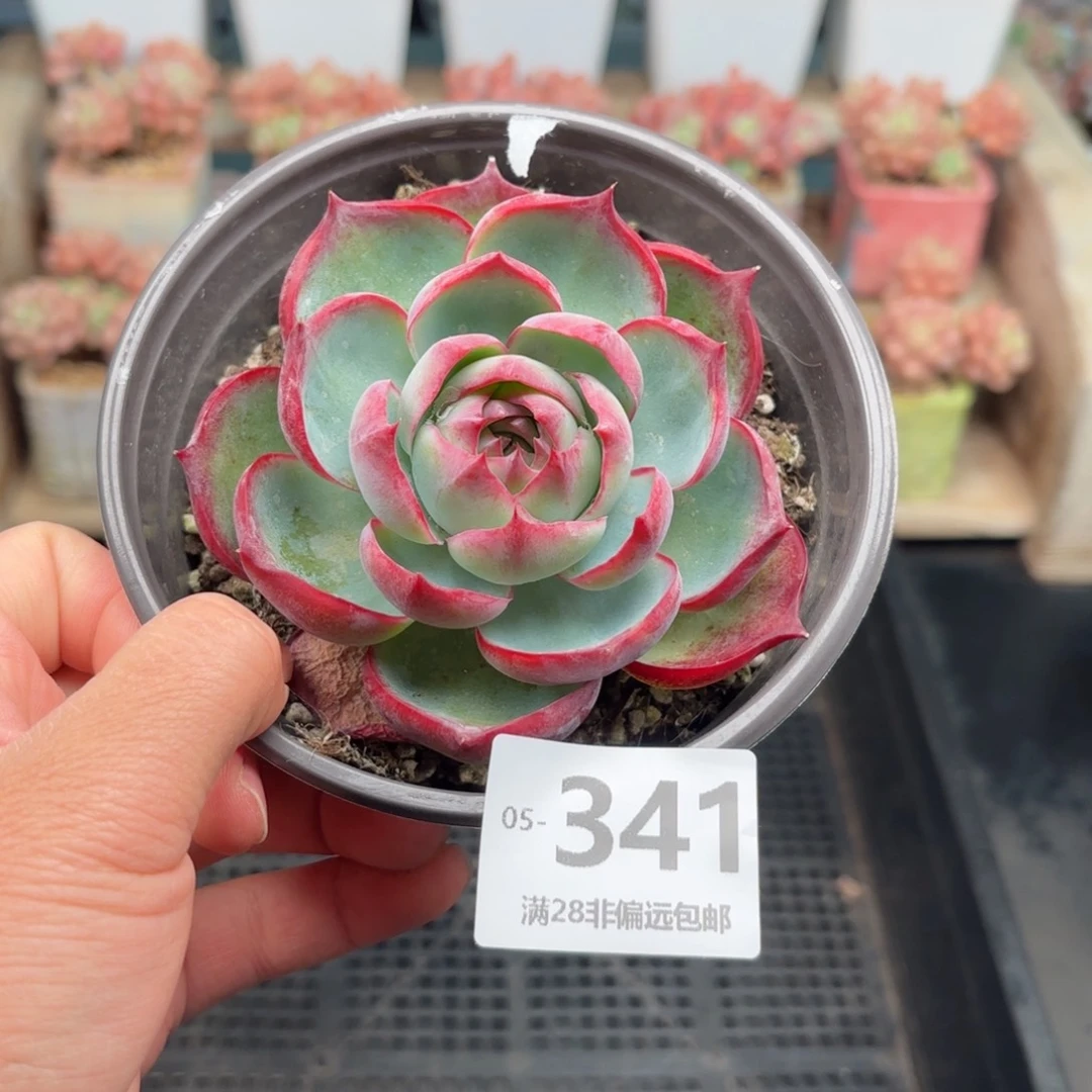 惊鸿仙子 一物一拍