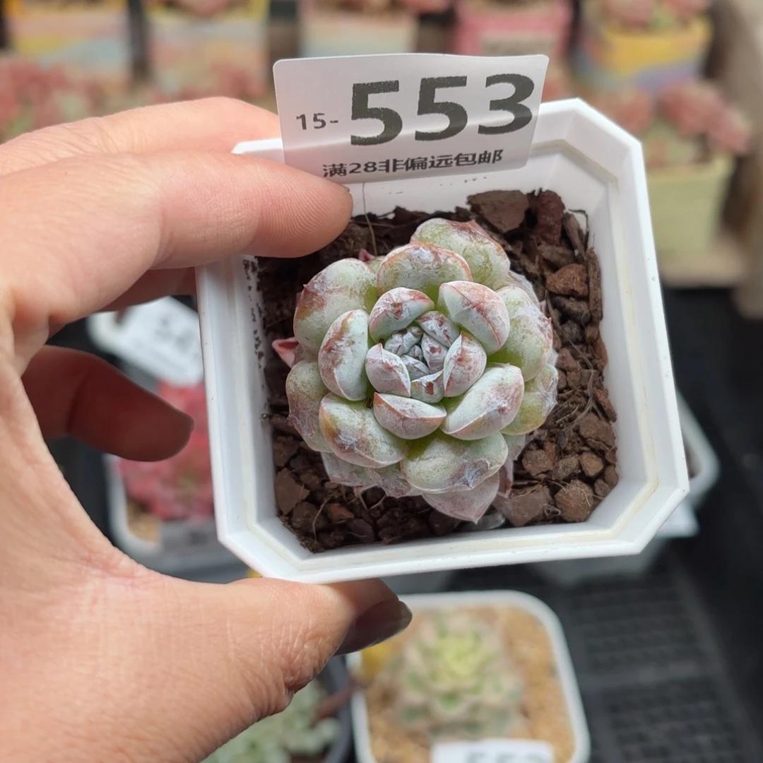 糖霜 一物一拍..