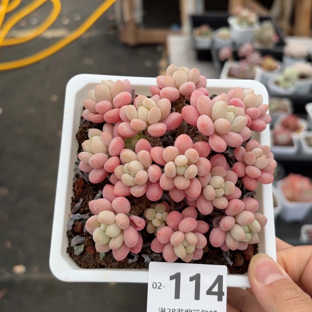 鱼子酱 一物一拍