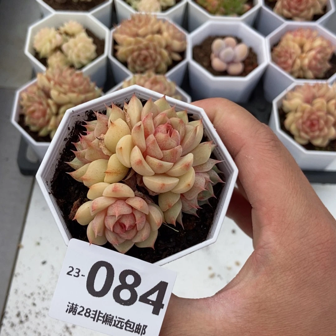 笨吧群 一物一拍