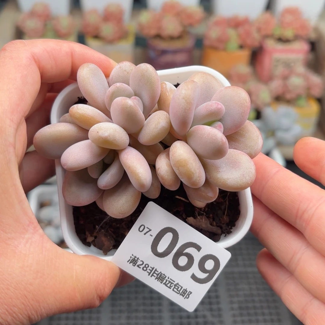 粉兔群 一物一拍