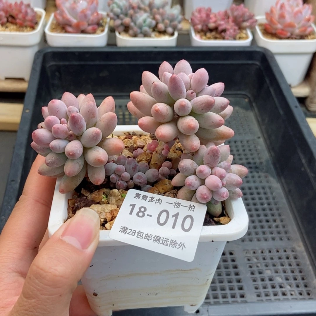 婴儿手指一物一拍
