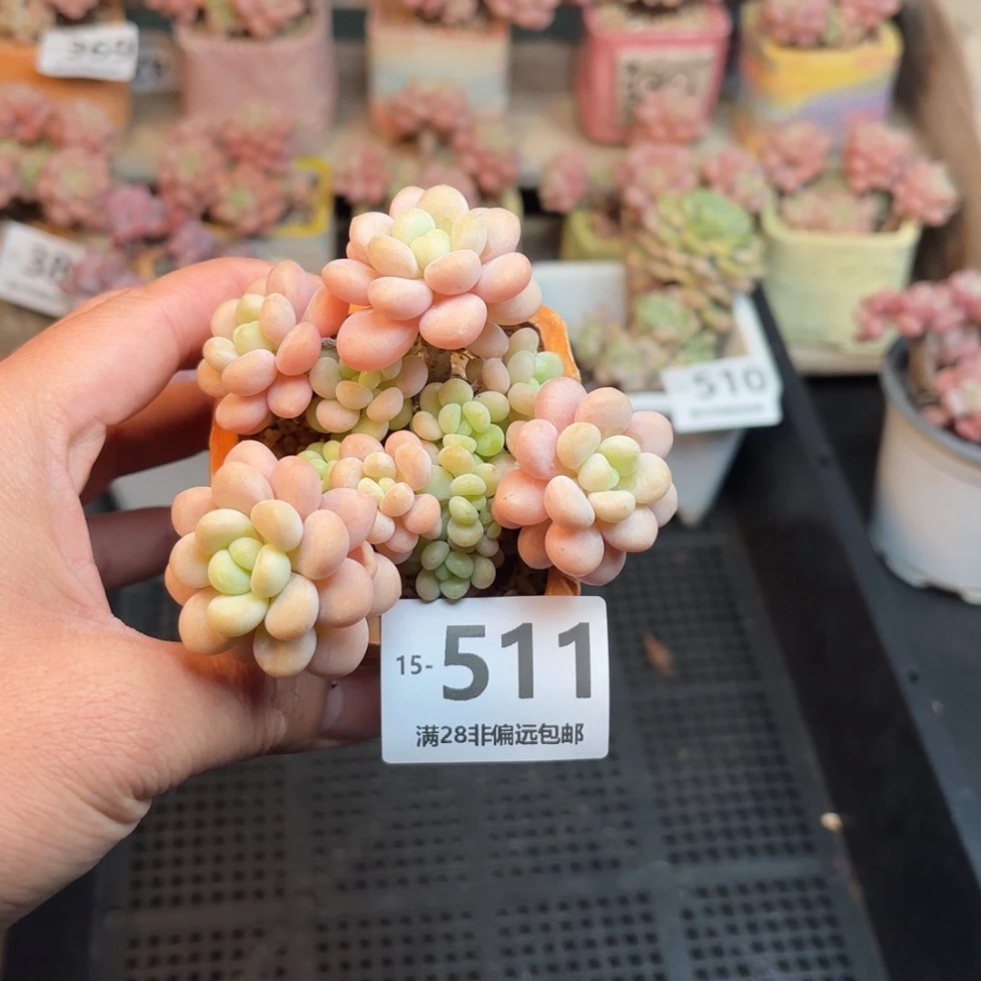 韩系圆叶洛可可 一物一拍