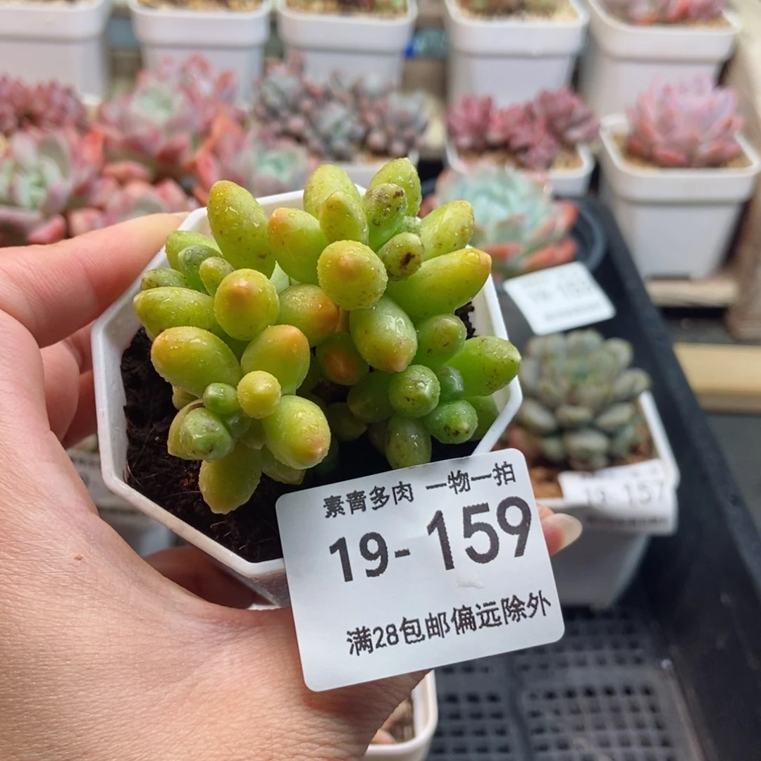 千代田 一物一拍