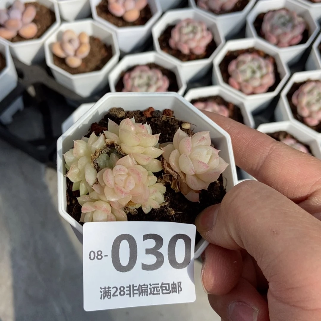 白天鹅 一物一拍