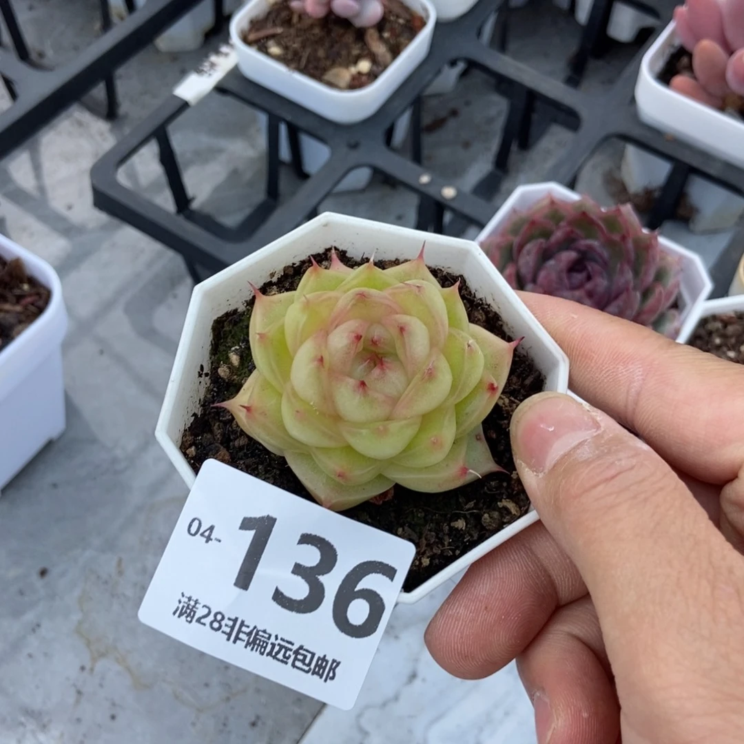 麦秆 一物一拍..