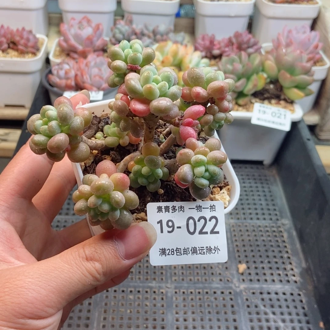 丸叶鱼子酱 y w y p