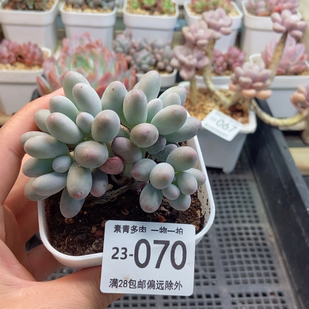 汤圆群 一物一拍