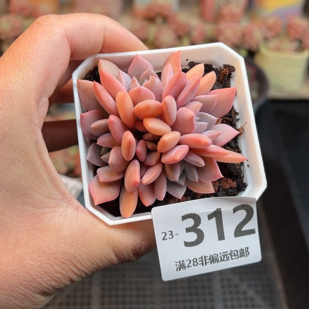 黛比群 一物一拍