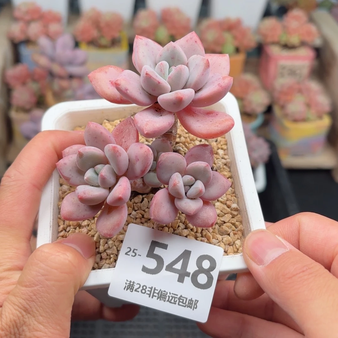 花斑鹿 一物一拍