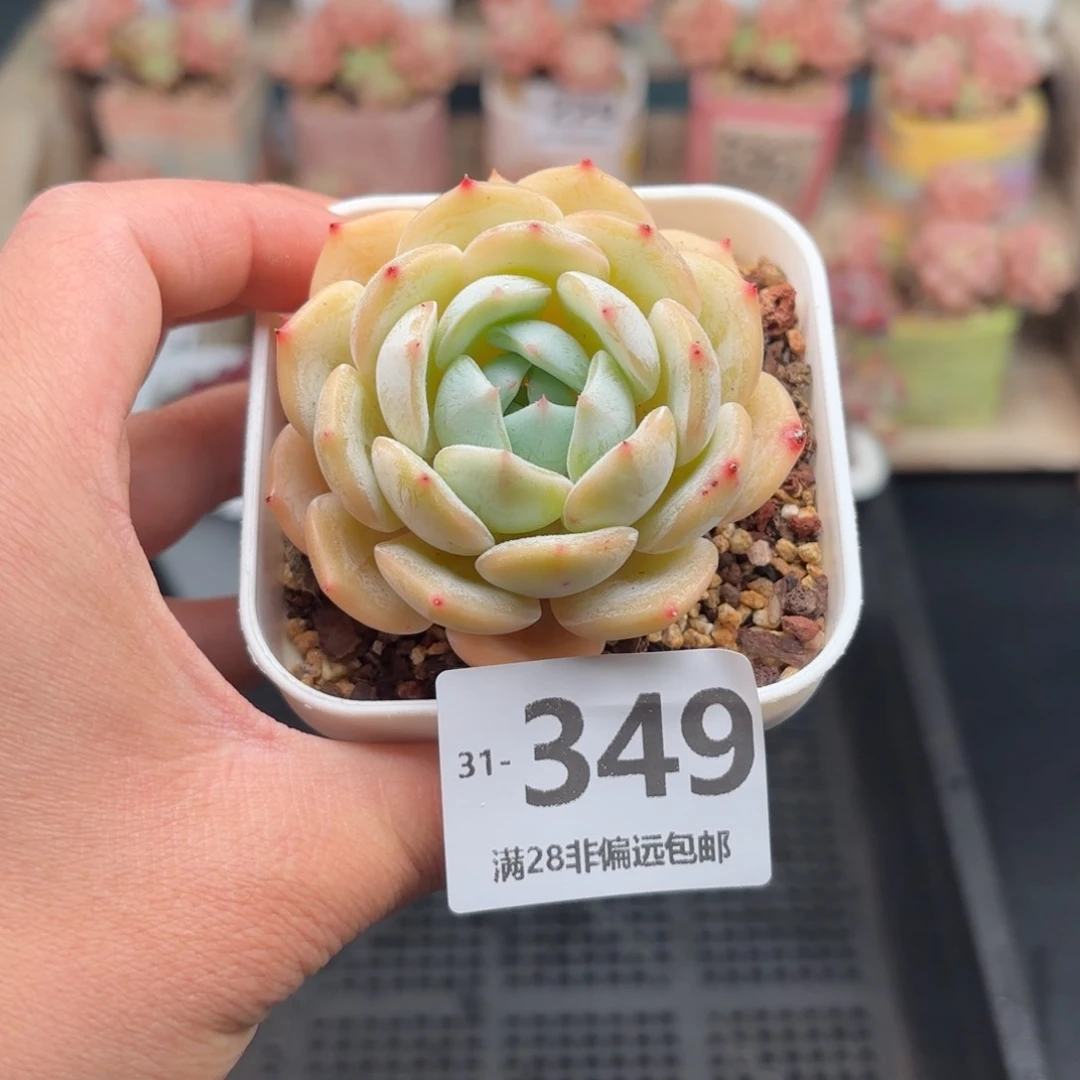 劳林单头 一物一拍