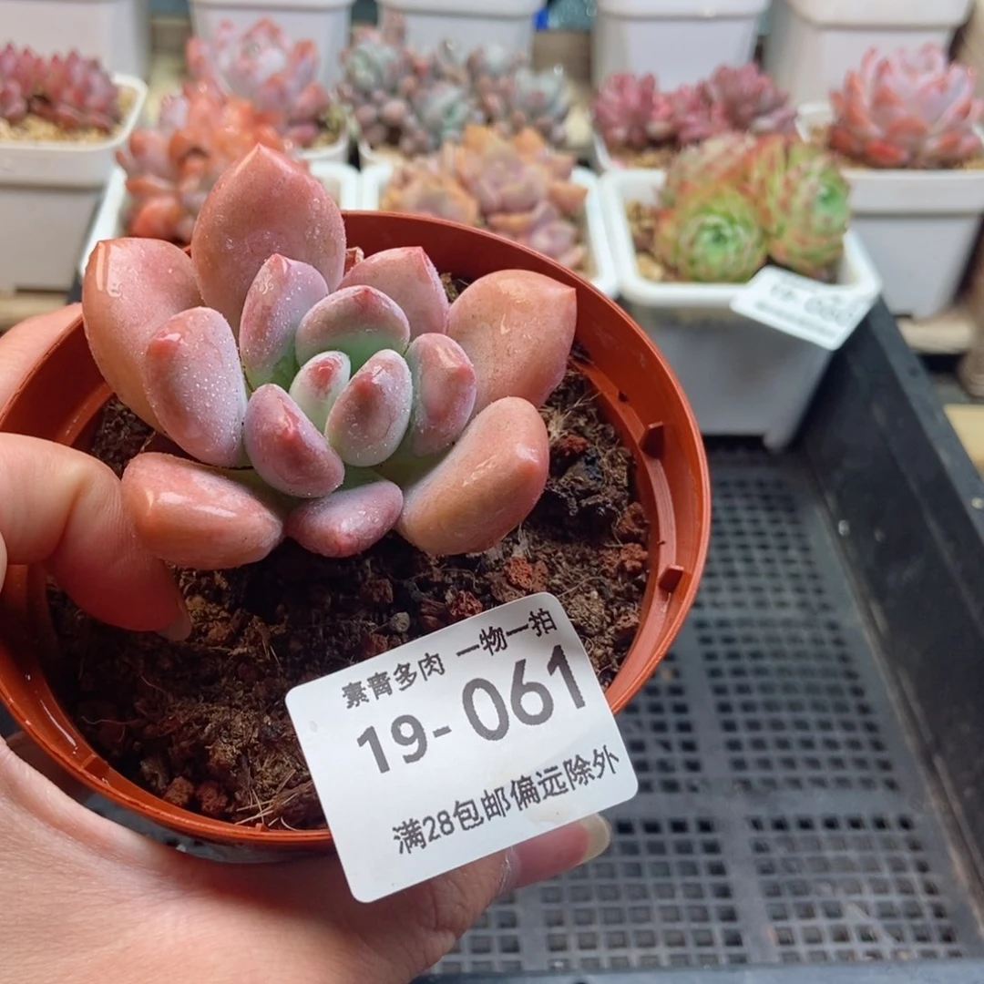 奥普琳娜 一物一拍