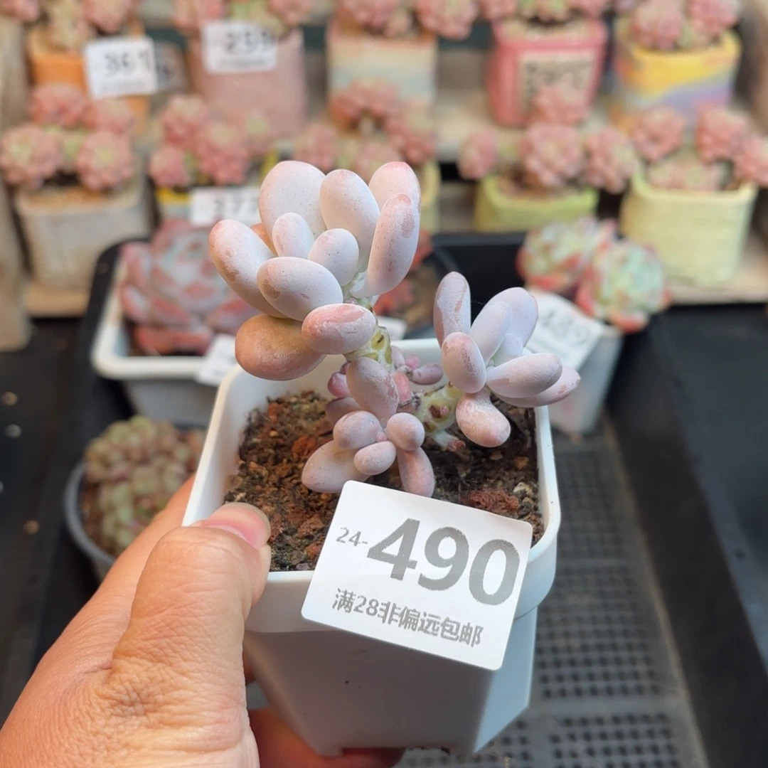 橙雪球 一物一拍