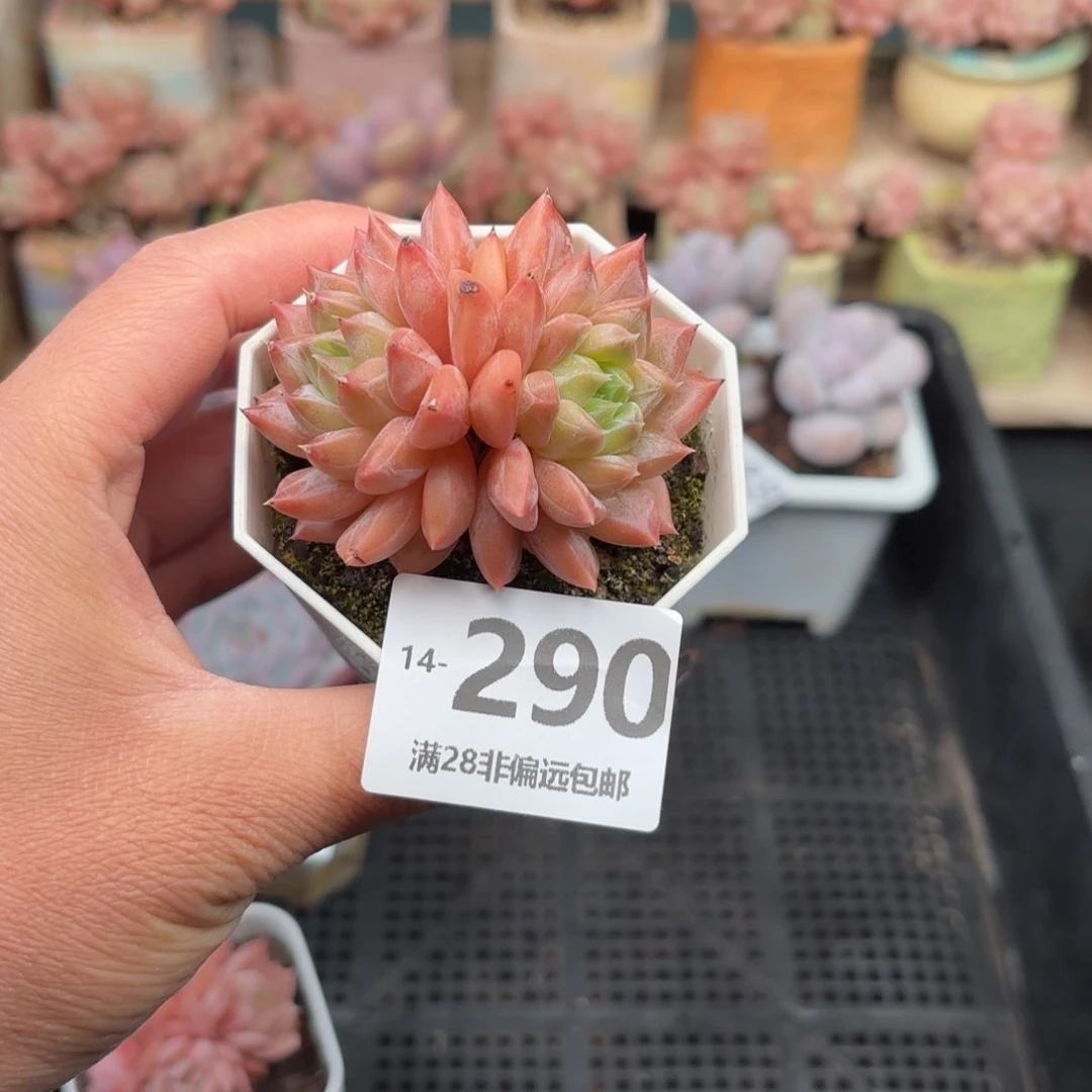 梦境 一物一拍..