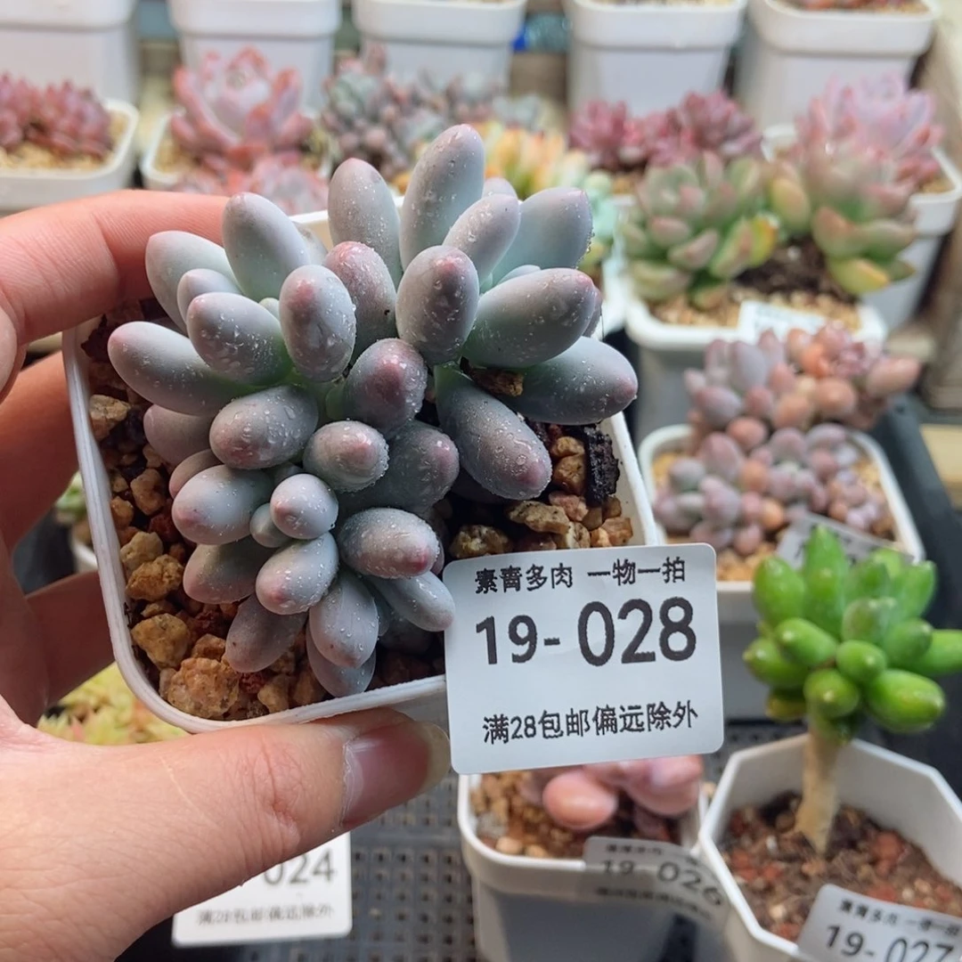 汤圆群 一物一拍