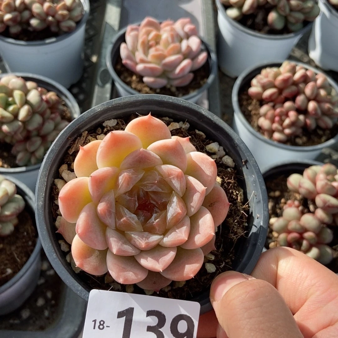 139号糯冰 一物一拍