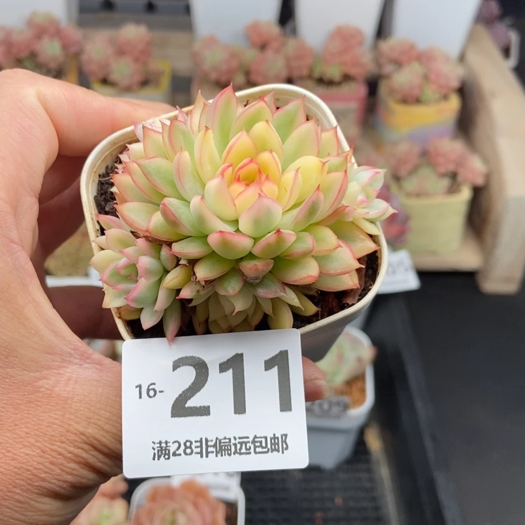 女雏锦 一物一拍