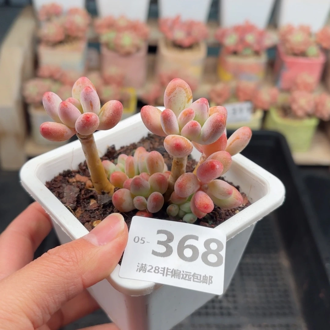 樱花奶 一物一拍