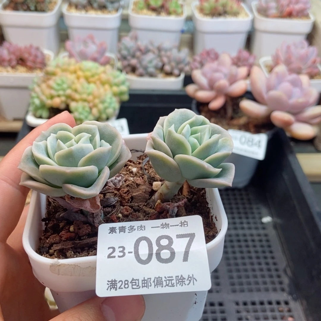 可爱玫瑰 一物一拍