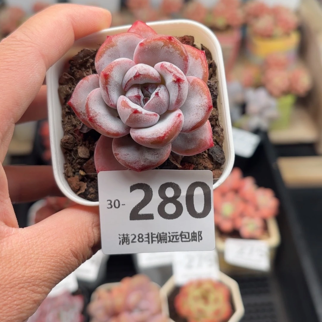 星星雪 一物一拍