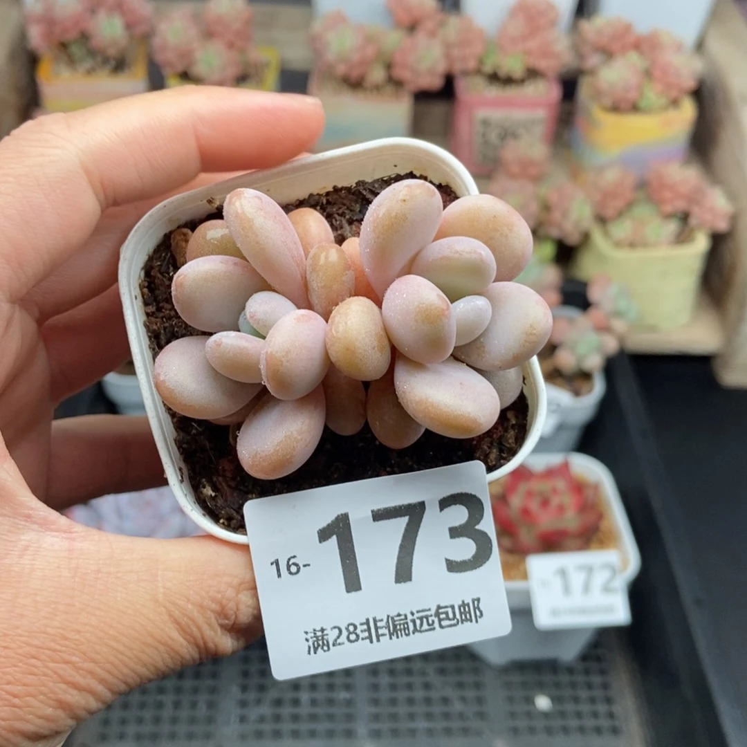 粉兔 一物一拍..