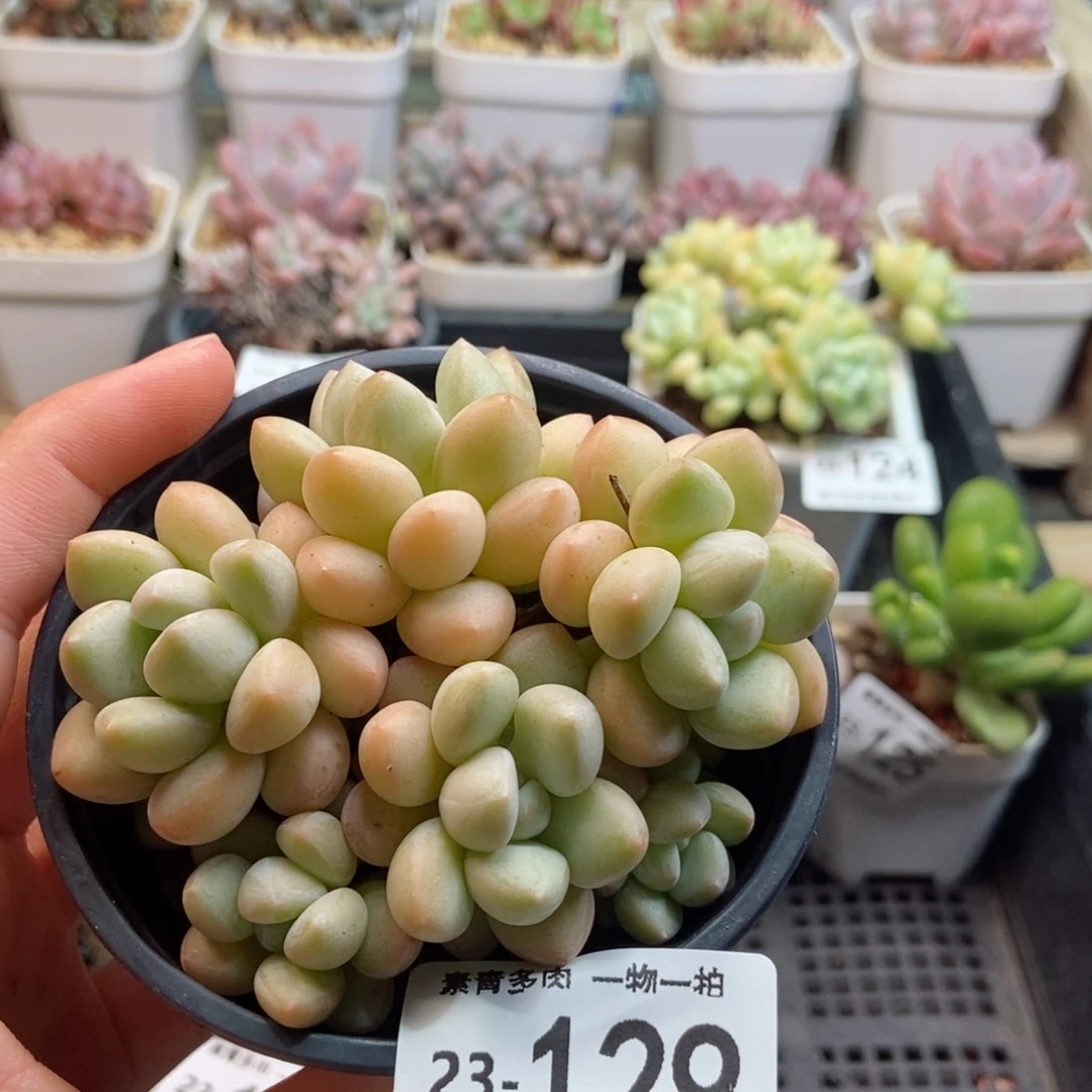 泡泡糖 一物一拍